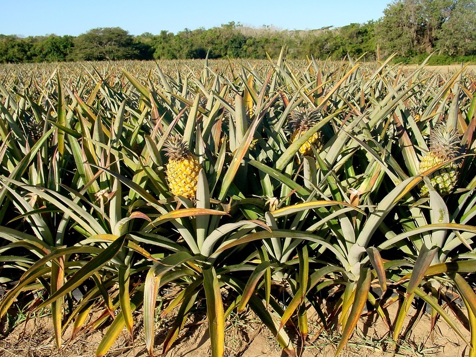 How to grow pineapple from top, To force your pineapple to bloom, you can wrap it in plastic and place it in a sunny area
