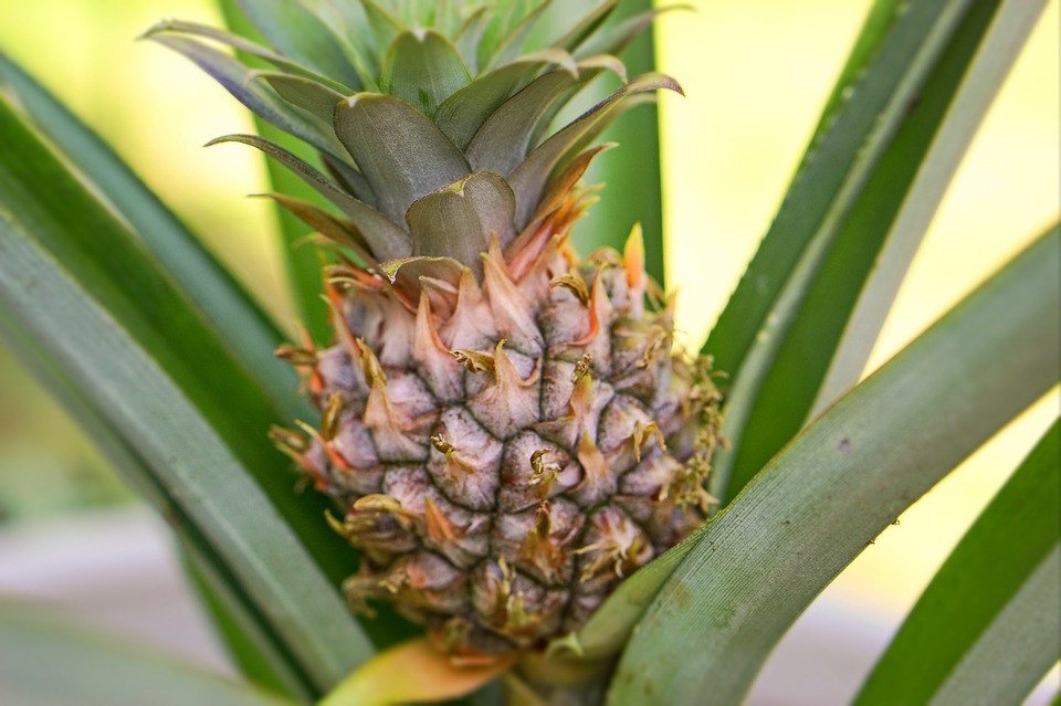 How to grow pineapple from top, be sure to give it a weekly watering