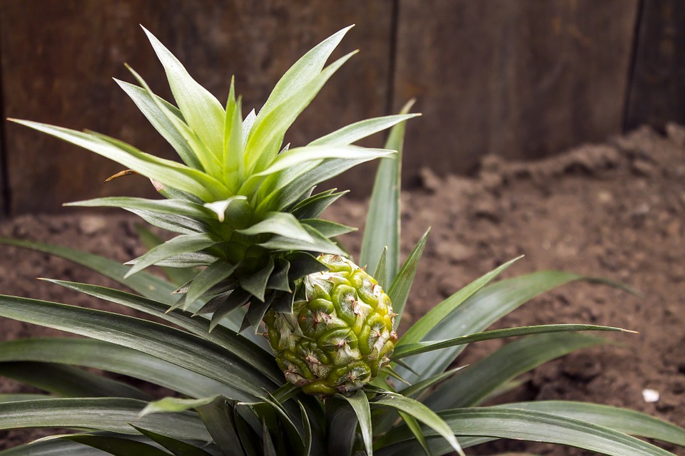 How to grow pineapple from top 