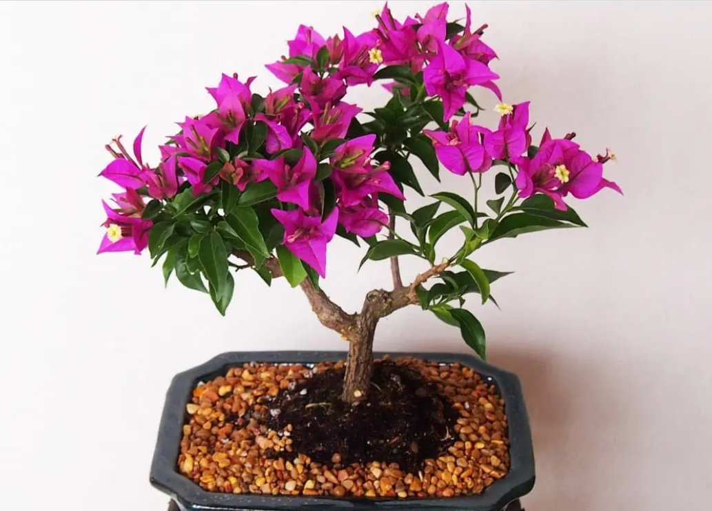 How to prune Bonsai Bougainvillea