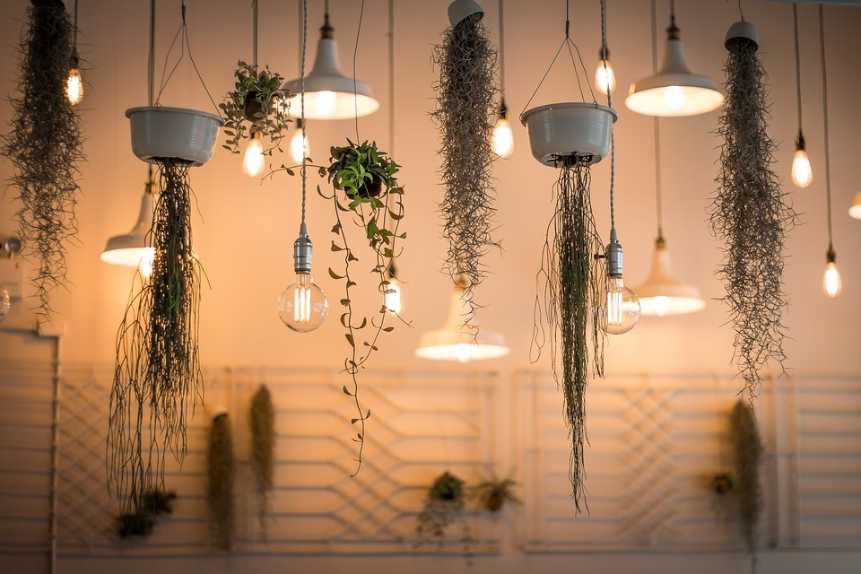 Indoor gardening for beginners. Choosing the best type of lights