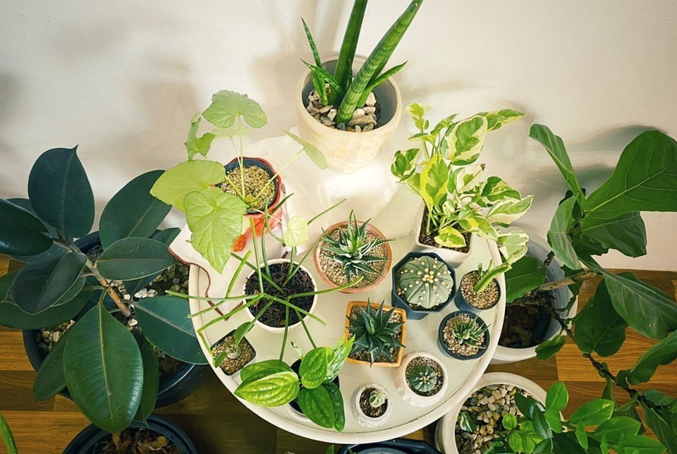 Indoor gardening for beginners. Grow lots of different types of plants in your home