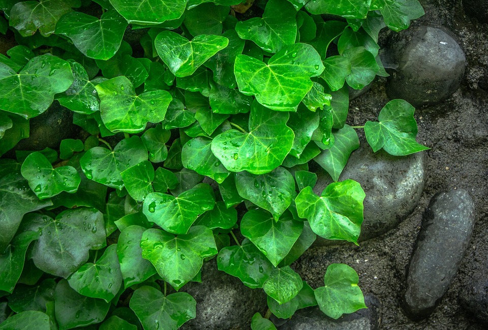 Ivy is a plant that needs a lot of water, sun, and sunlight