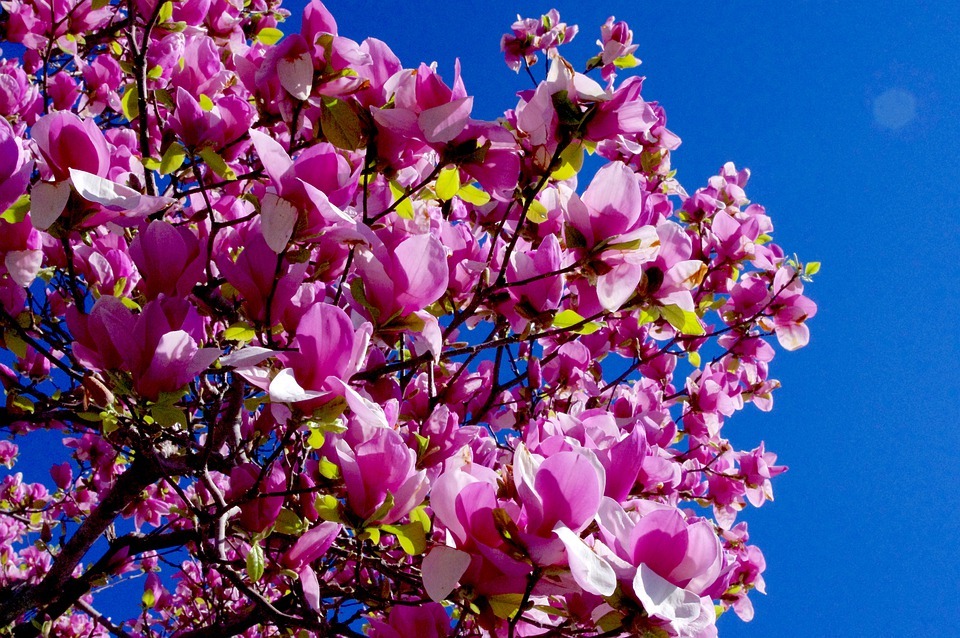 Japanese Magnolia flower meaning