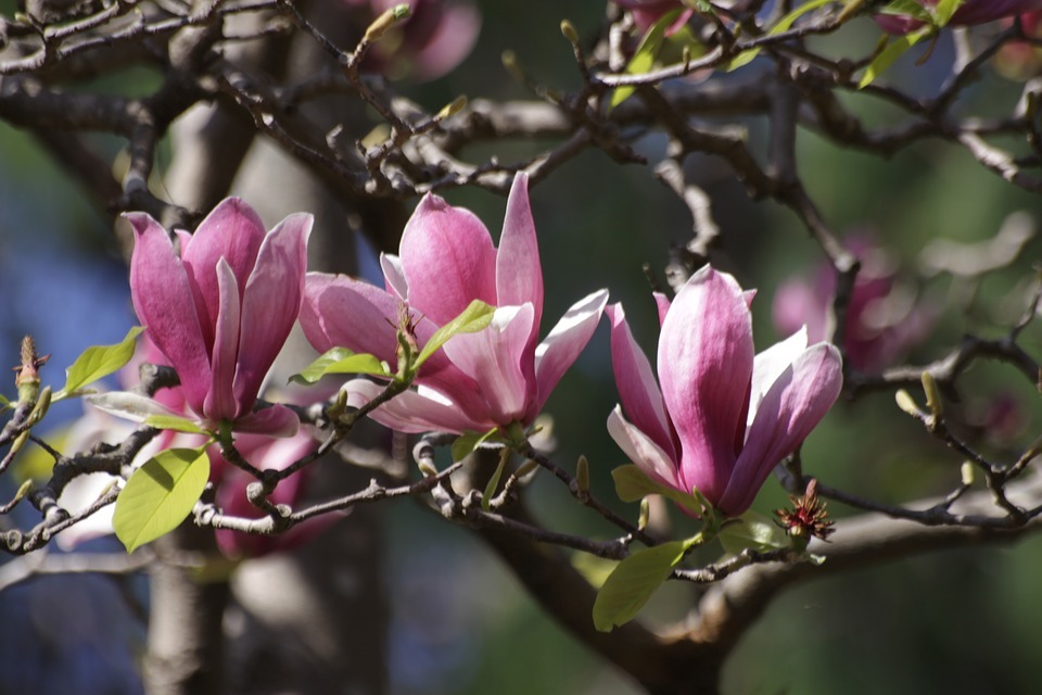 Japanese Magnolia flower symbolism