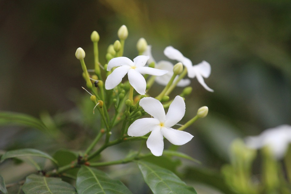 Jasmine is a shrub or small tree belonging to the tea family