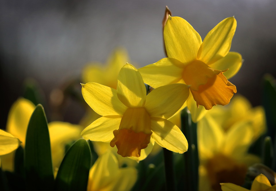 Jonquil flower history