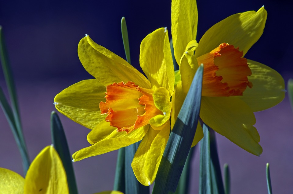 Jonquil flower