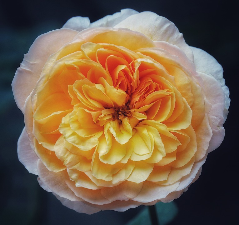 Juliet Garden Rose: How to Grow a Perfect Rose