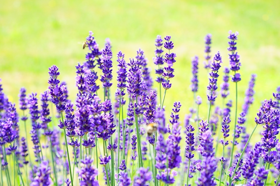 Lavender has been used medicinally since ancient times