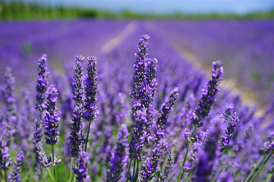 Lavender’s Health Benefits 