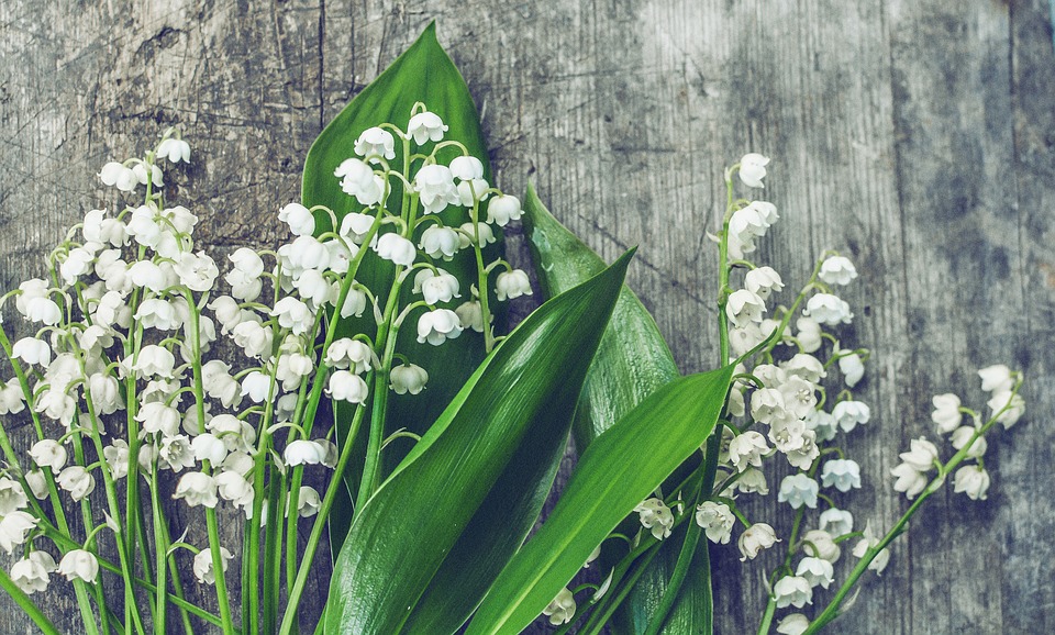 Lily of the valley gemini 