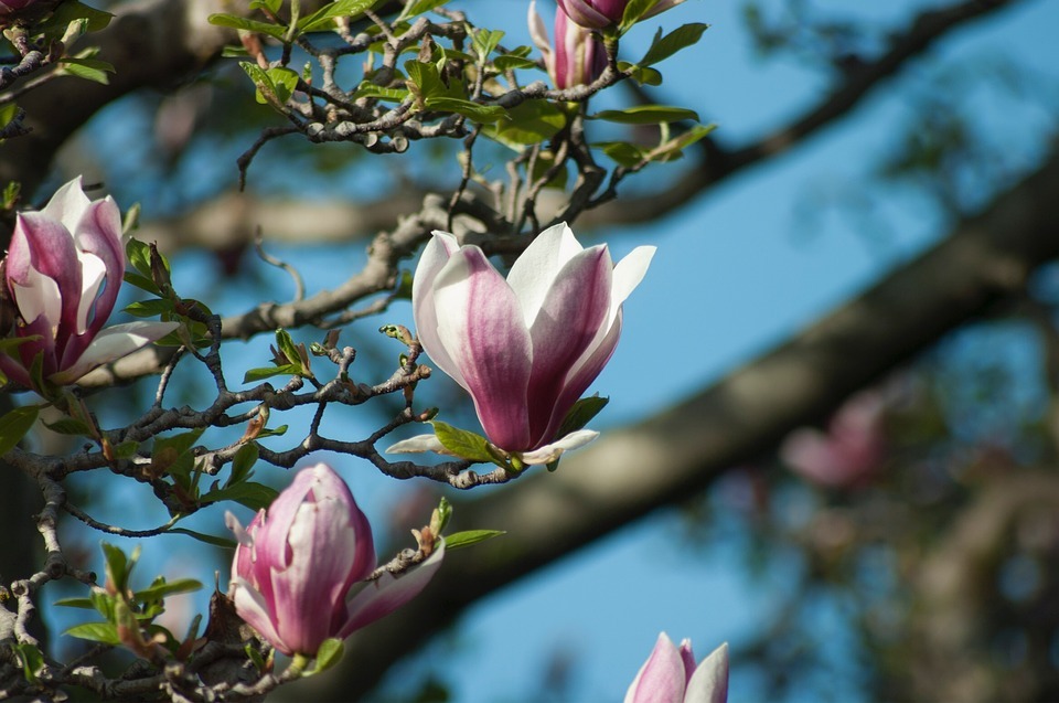 Magnolia flower uses