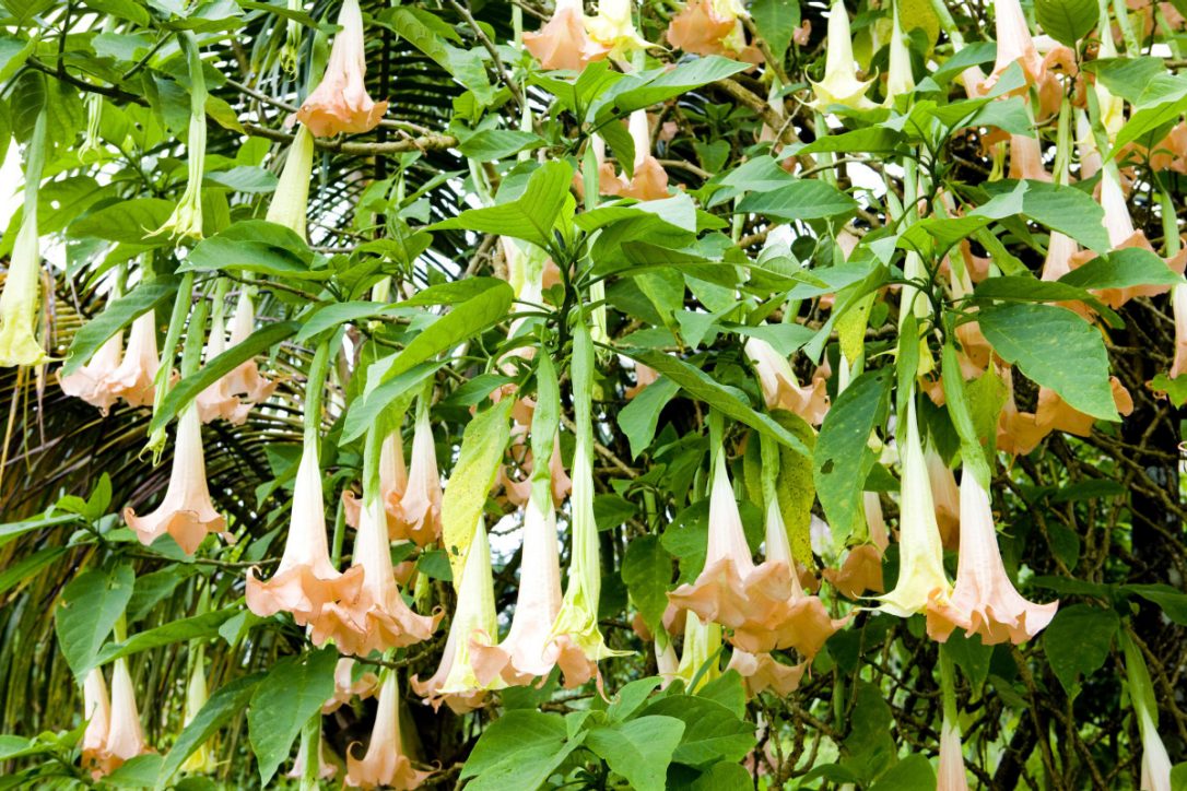 Mandella flower