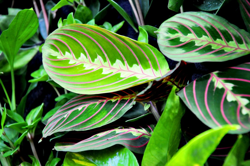 Maranta Plant Facts