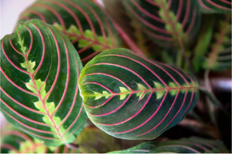 Maranta Plant for medical purpose has been used by Ayurvedic herbalists