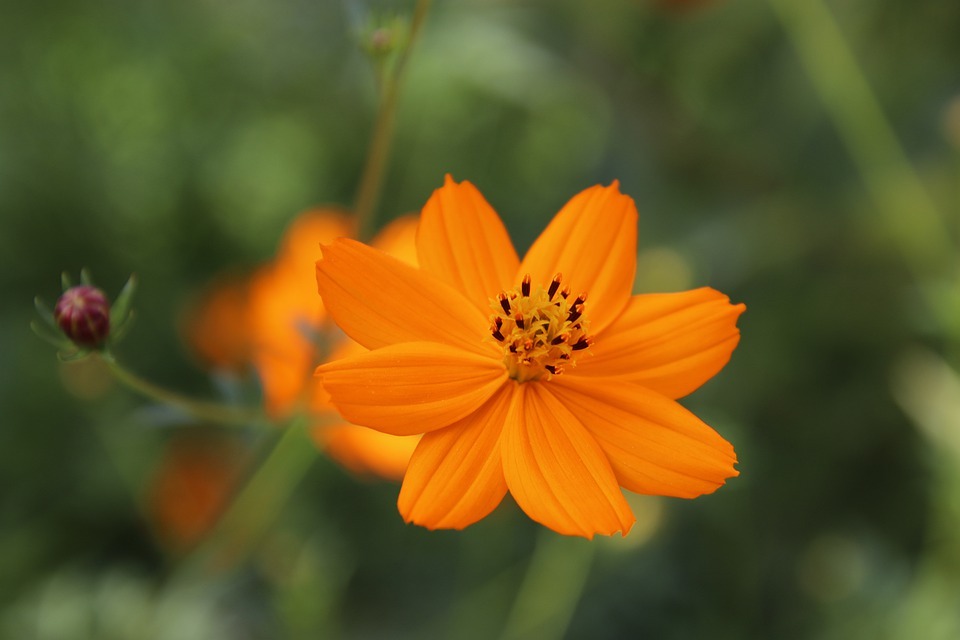 Orange cosmos flower Uses