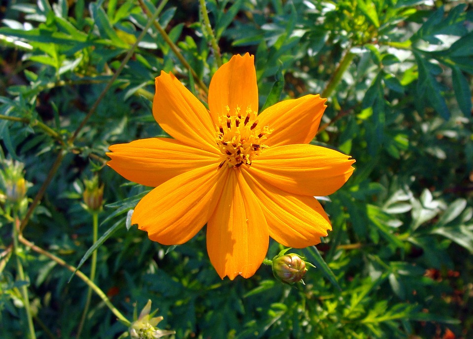 Orange cosmos flower history