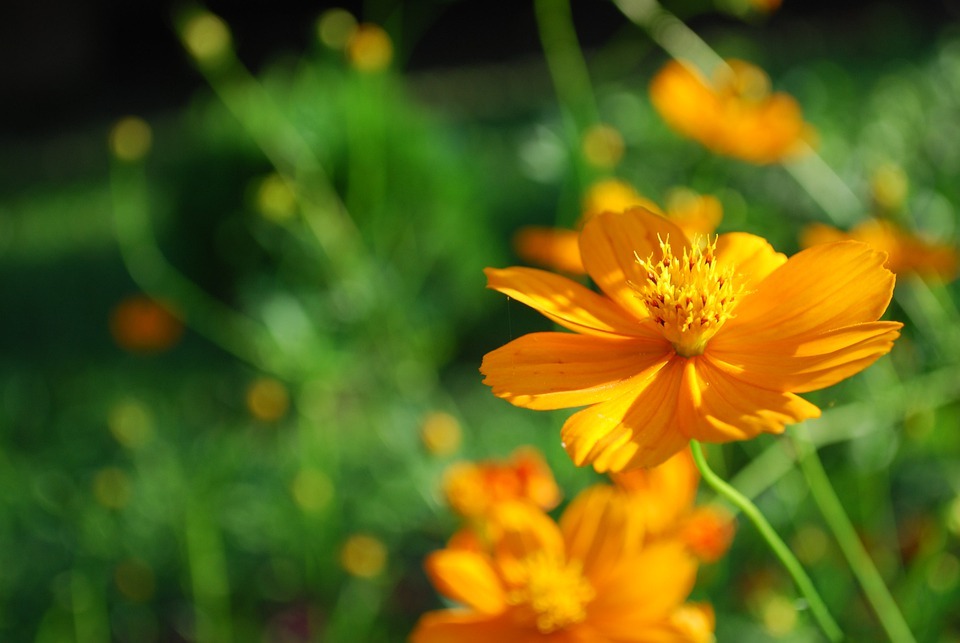 Orange cosmos flower meaning and symbolism