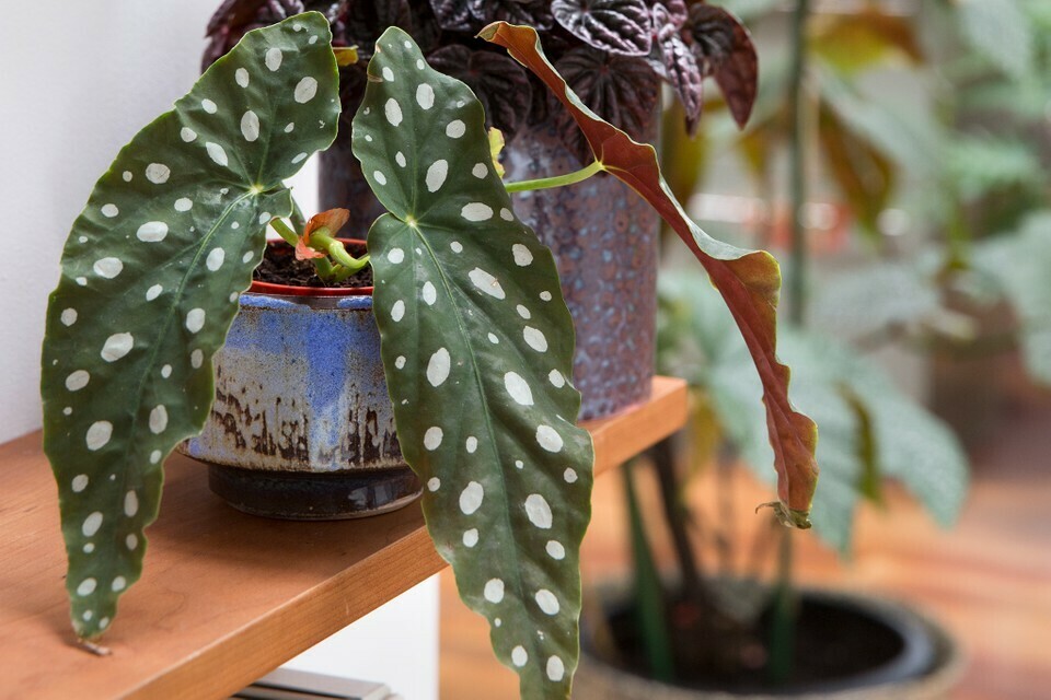 Pest and disease of Polka dot begonia