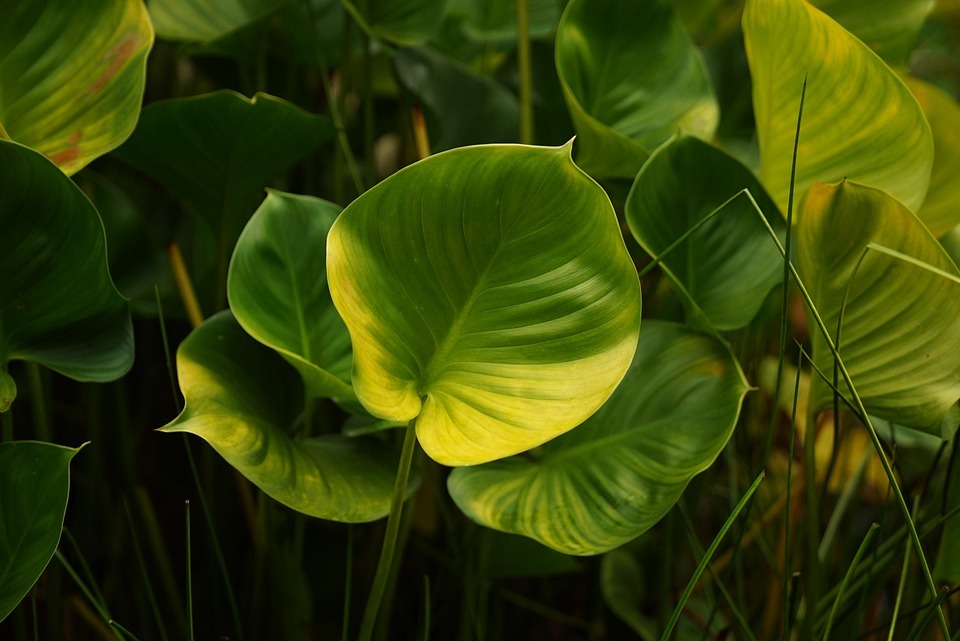 Philodendrons