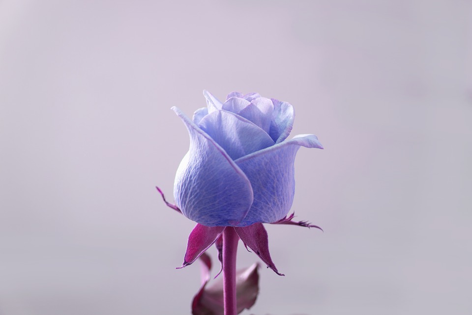 Purple blue rose is a flower with very unique characteristics