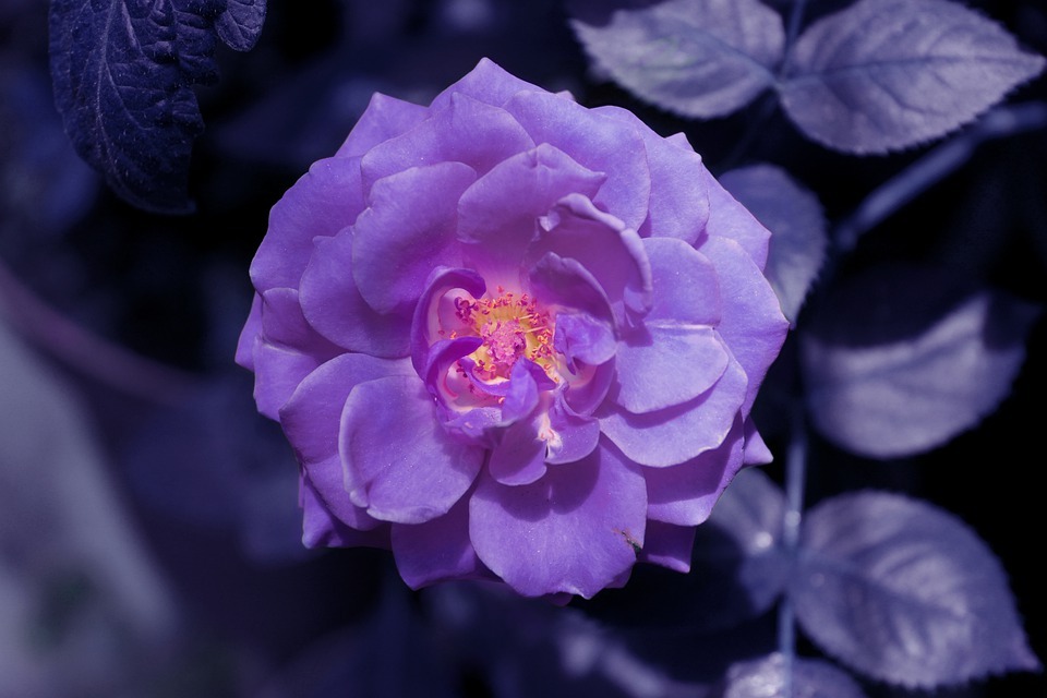 Purple flower variety