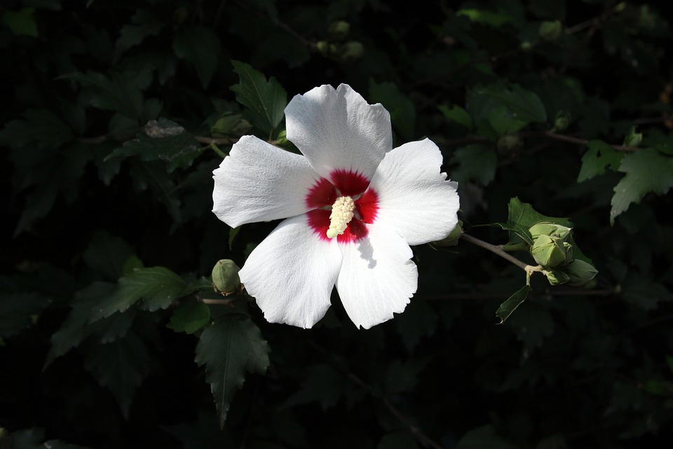 Rose of sharon hardy hibiscus