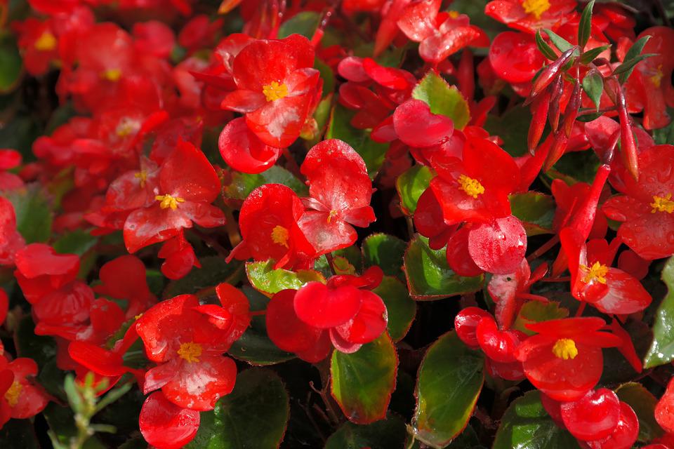 Ruby Begonia plants are a flowering ornamental perennial that comes in various varieties
