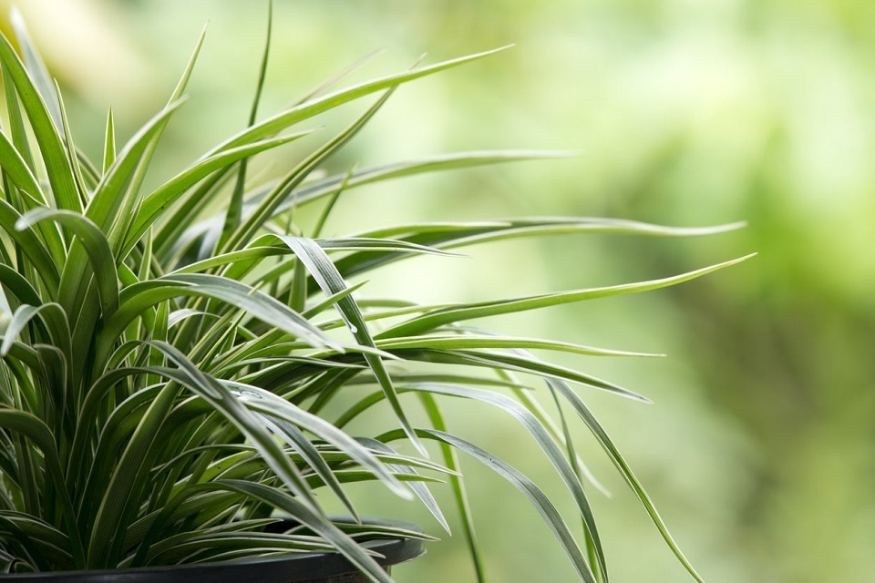 Spider plant is poisonous to your pet