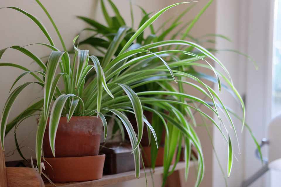 Spider plants contain arsenic and can cause serious health problems