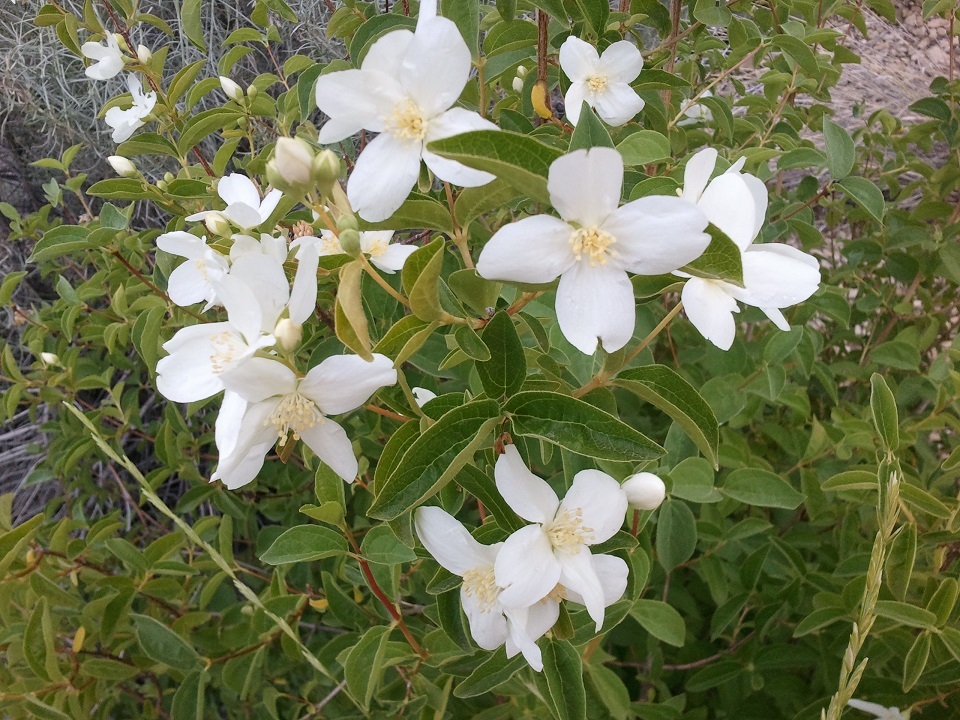 Syringa flower meaning