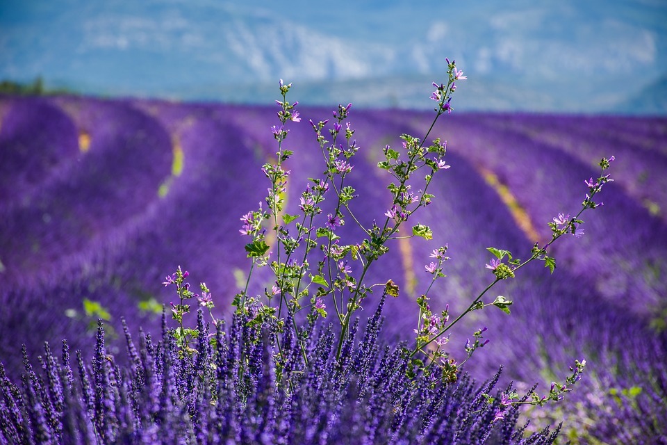  The History of Lavender 