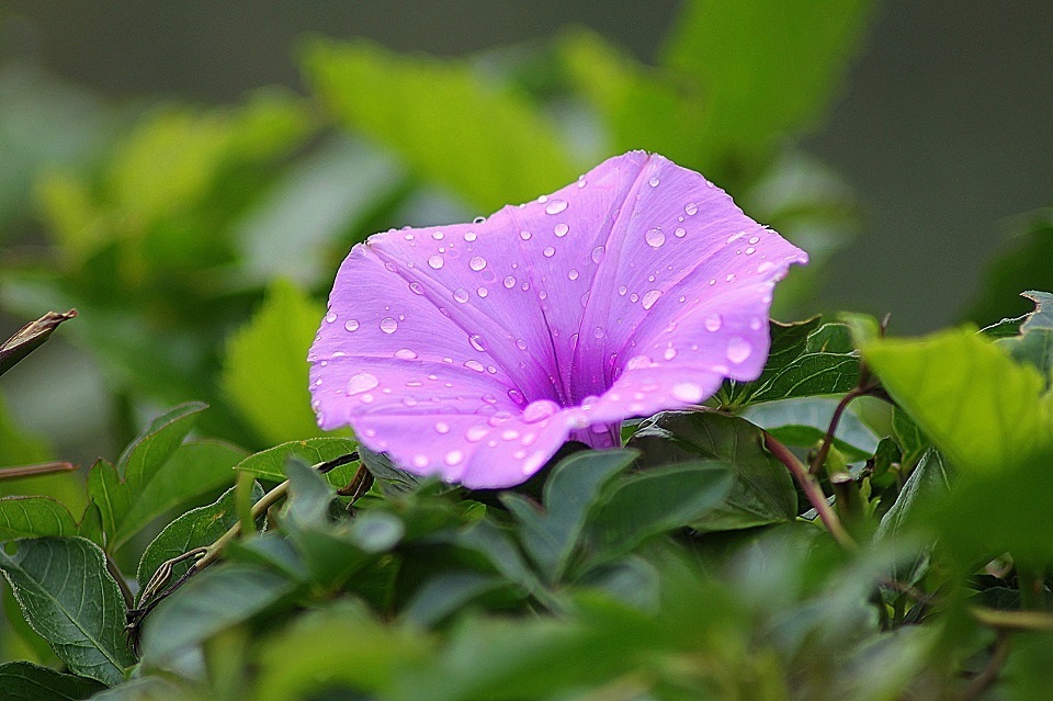 the-morning-glory-flower-meaning-and-uses