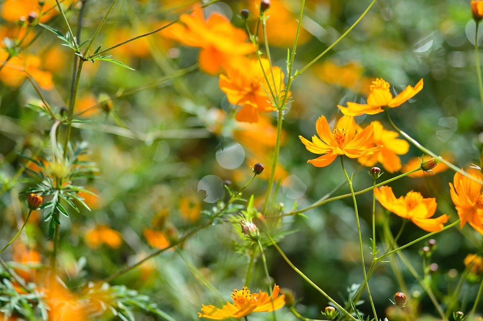 The Secret of the Orange Cosmos Flower