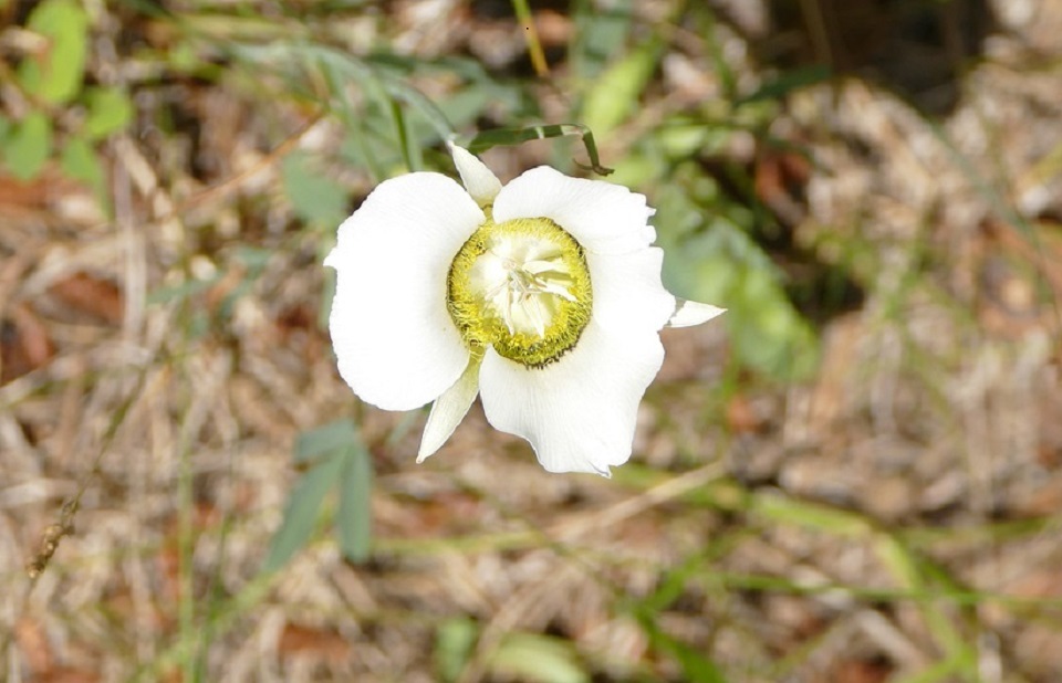 The Sego Lily is a perennial flower native to Utah