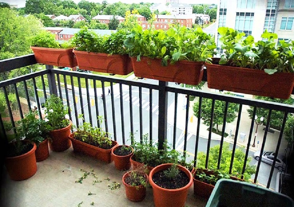 The benefits of having a patio vegetable garden