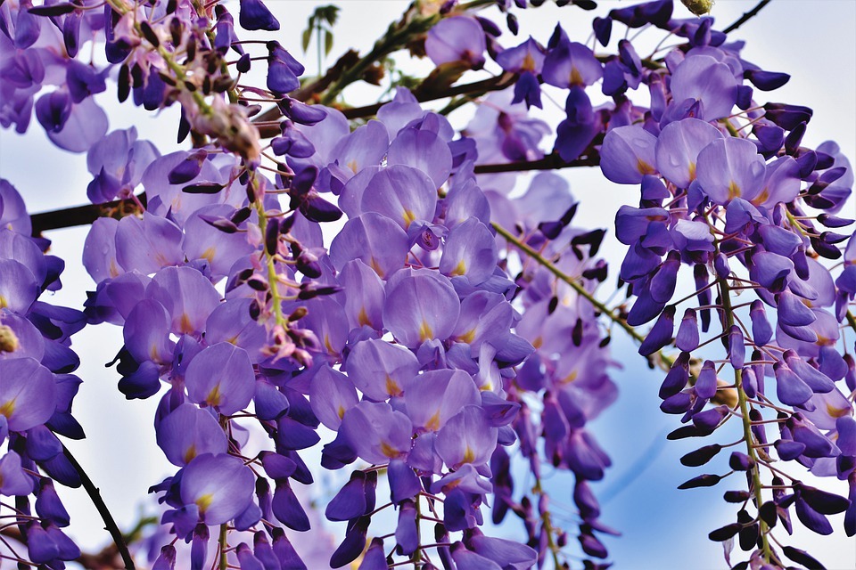 The history of wisteria