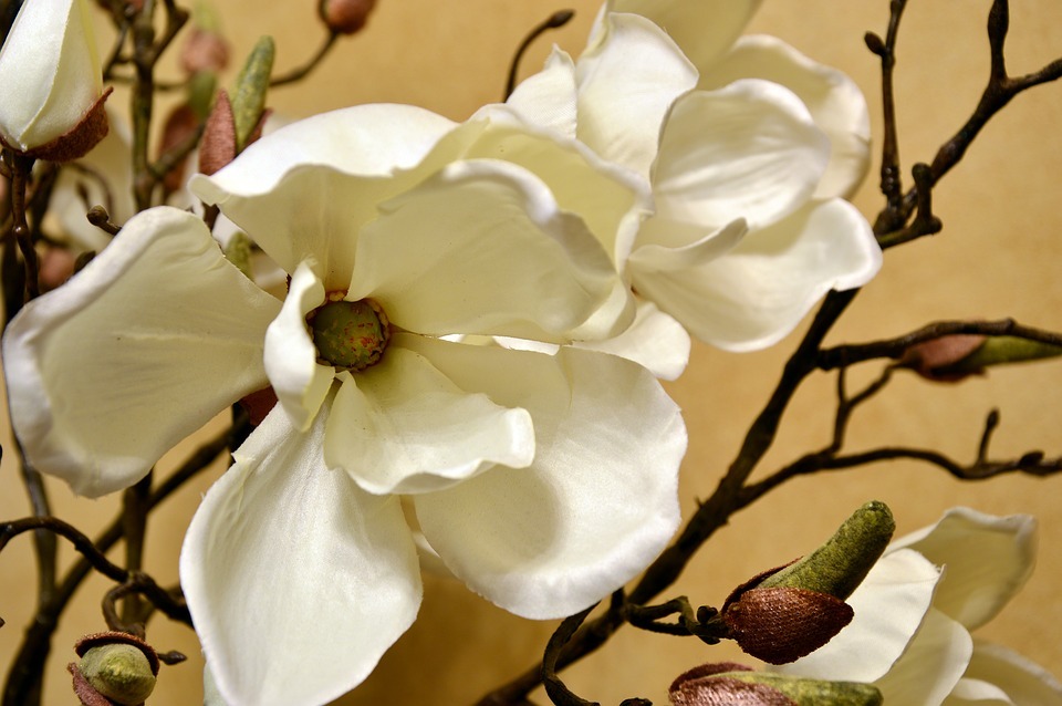 The magnolia flower is an ornamental plant