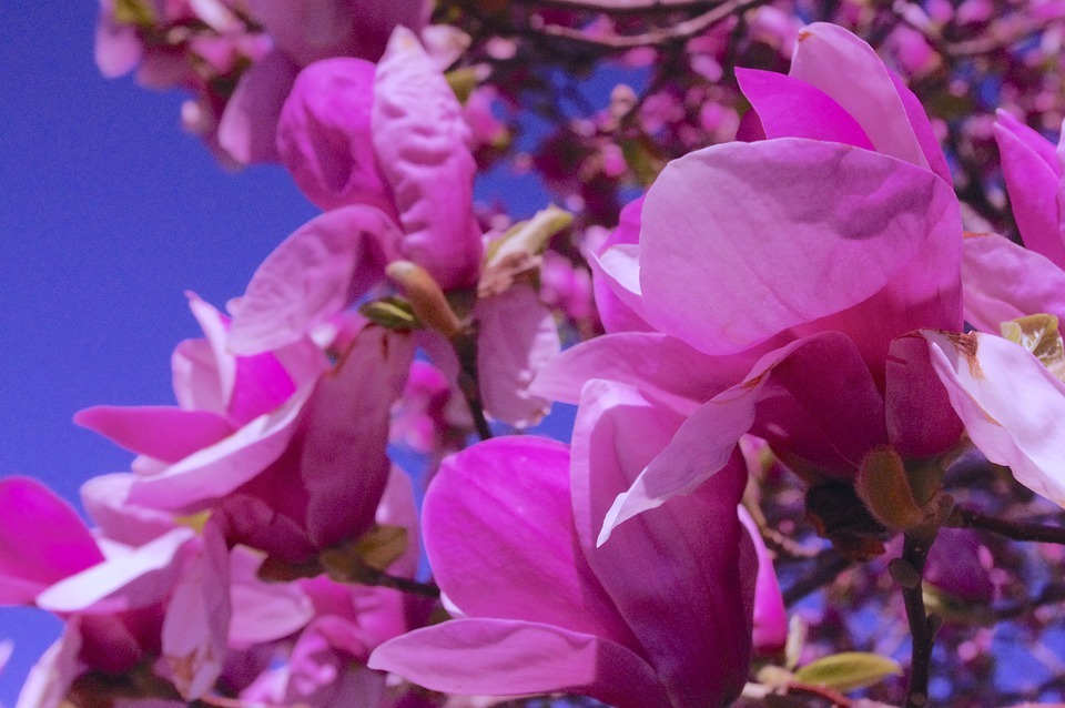 The most adorable flower Japanese Magnolia 