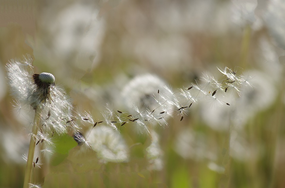 There are many grass seeds that you can use