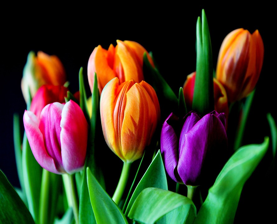 Tulips for Spooky bouquet