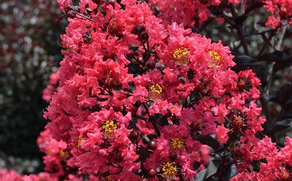 'Twilight Magic' Crape Myrtle plant