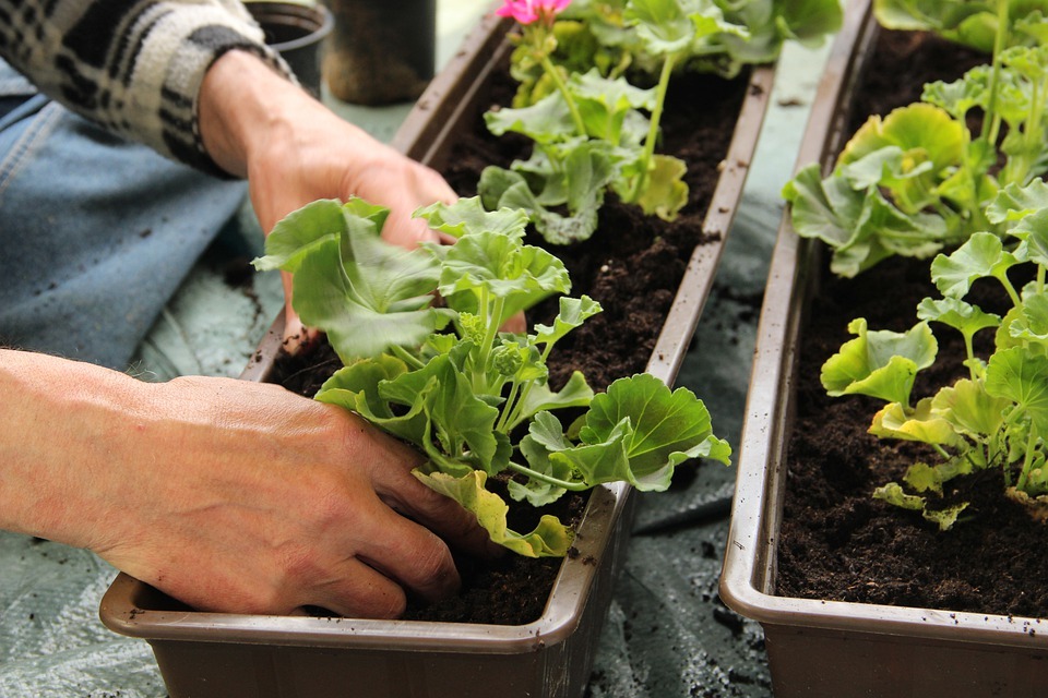 Types of garden boxes