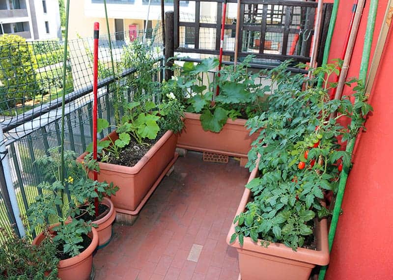 Types of plant used for growing in patio garden