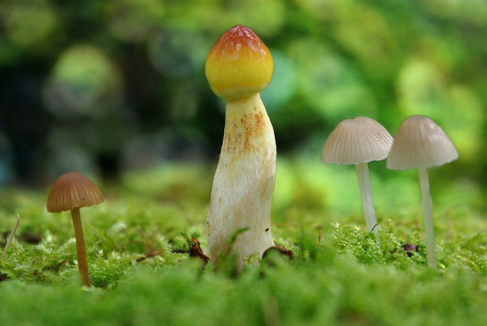 Varieties of mushrooms