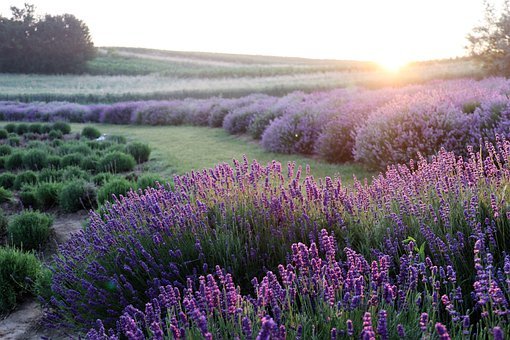 What Does Lavender flower Meaning? The 3 Most Important Facts About Lavender 