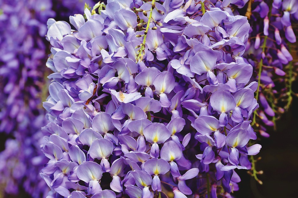 What Does Wisteria Mean?