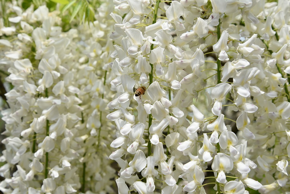 Wisteria flower meaning