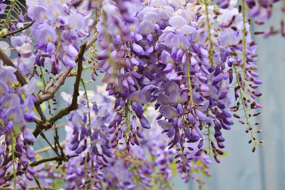 Wisteria flower meaning